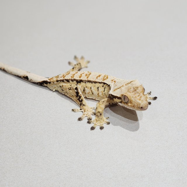 Tri Drippy White Spot