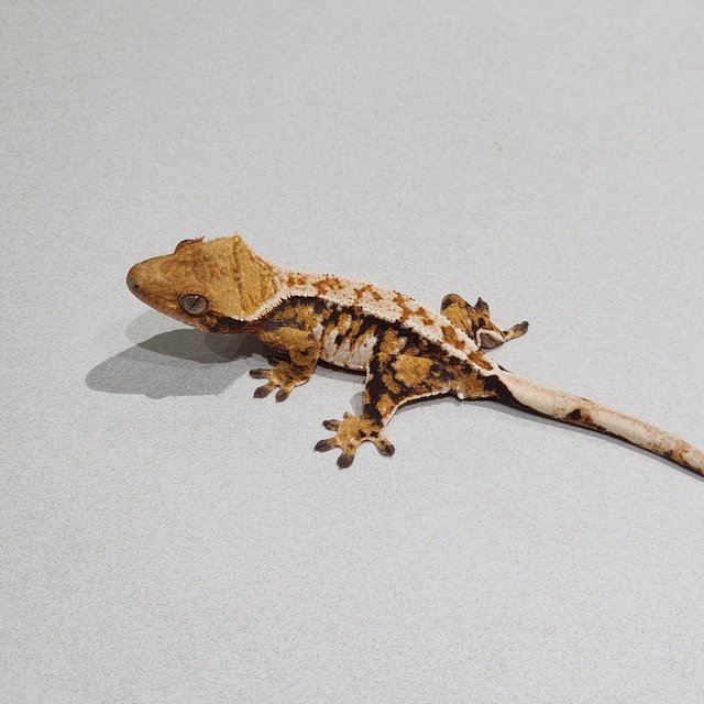 Drippy White Pin Extreme Harlequin White Spot