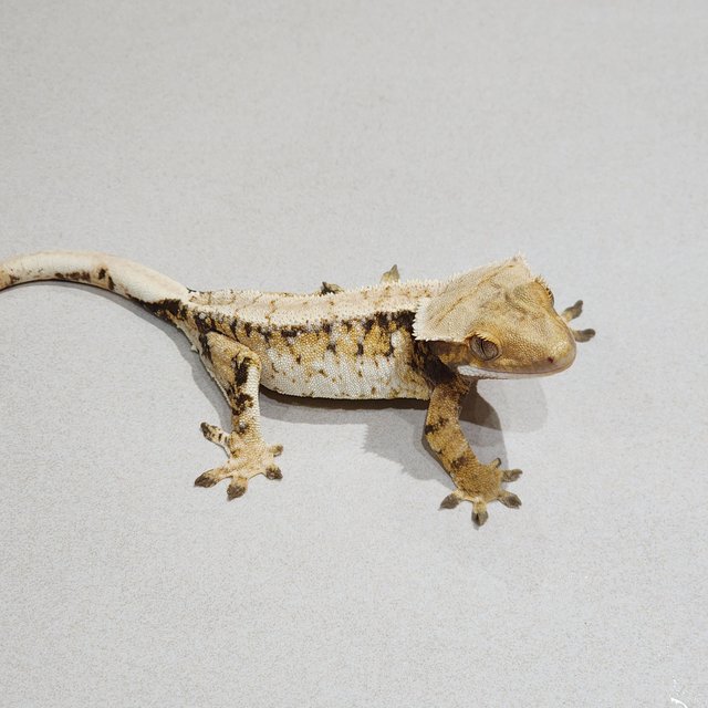 White Spot Tri White Crown White Pin Extreme Harlequin