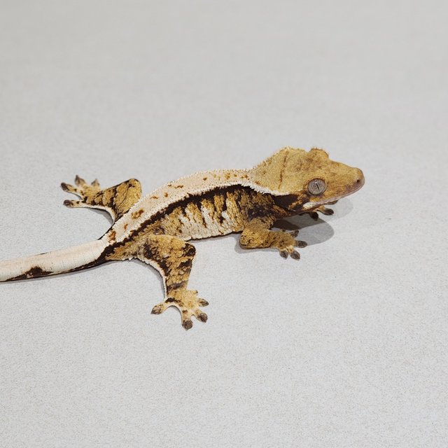 Tri Extreme Harlequin White Pin White Spot