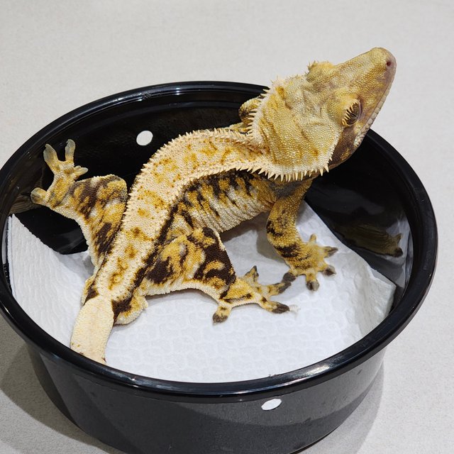 화이트크라운 드리피 트라이 익스트림할리퀸