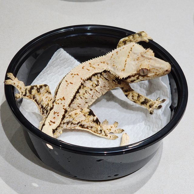 Extreme Harlequin White Crown Tri White Spot