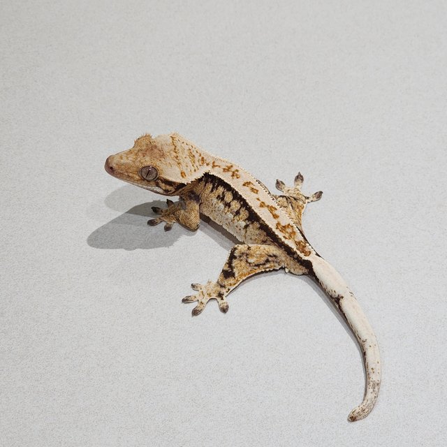 Drippy Tri Extreme Harlequin