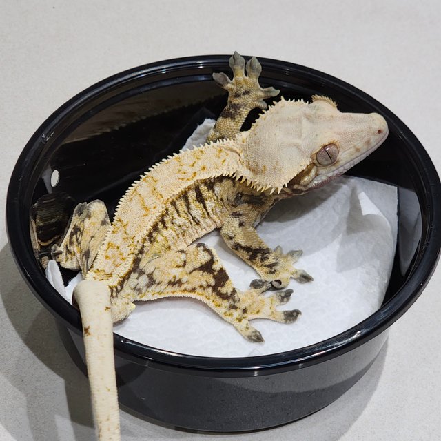 드리피 트라이 익스트림할리퀸 화이트스팟