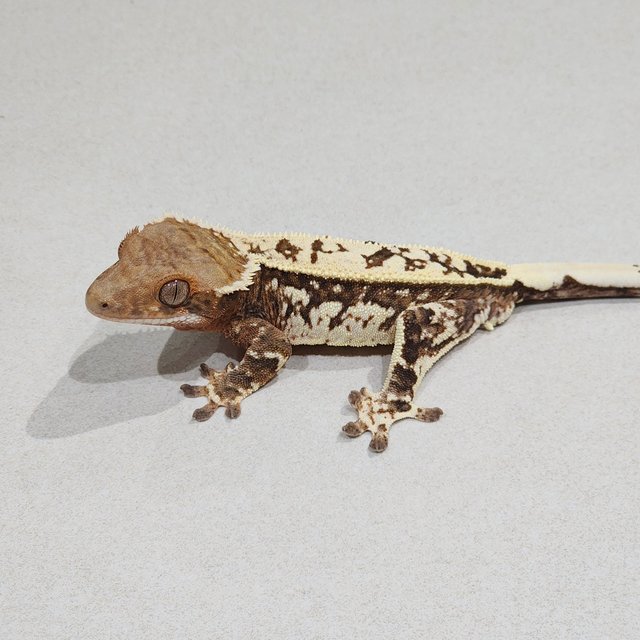 White Crown Full Pinstripe White Spot Brindle Cappuccino