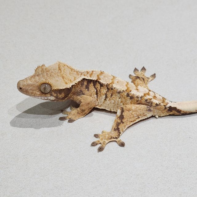 Tri Extreme Harlequin