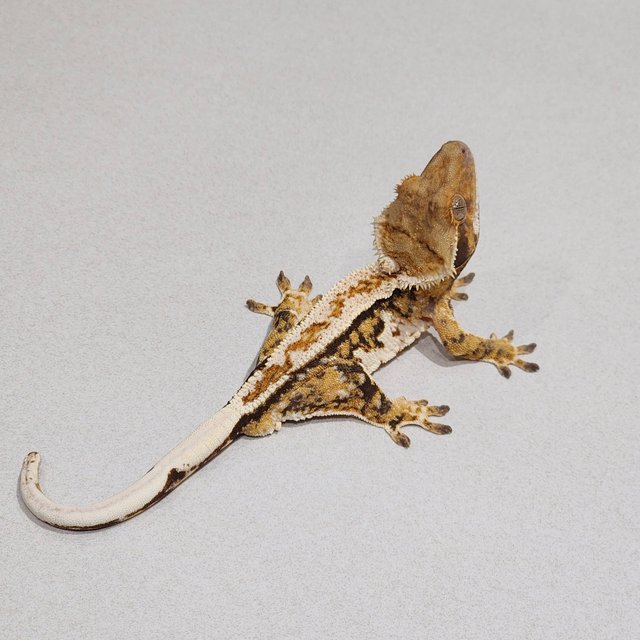 White Pin Tri Extreme Harlequin