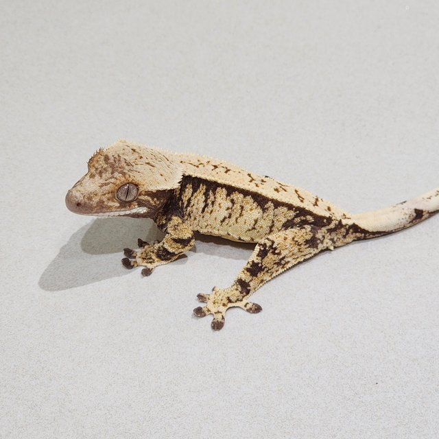 Tri Extreme Harlequin White Spot