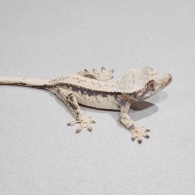 Full Pinstripe Drippy Quad White Spot