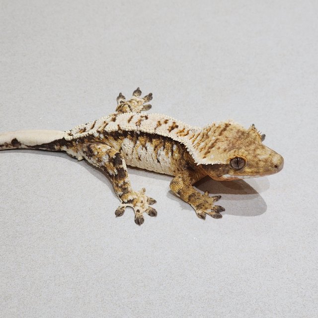 White Crown Brindle Extreme Harlequin White Spot
