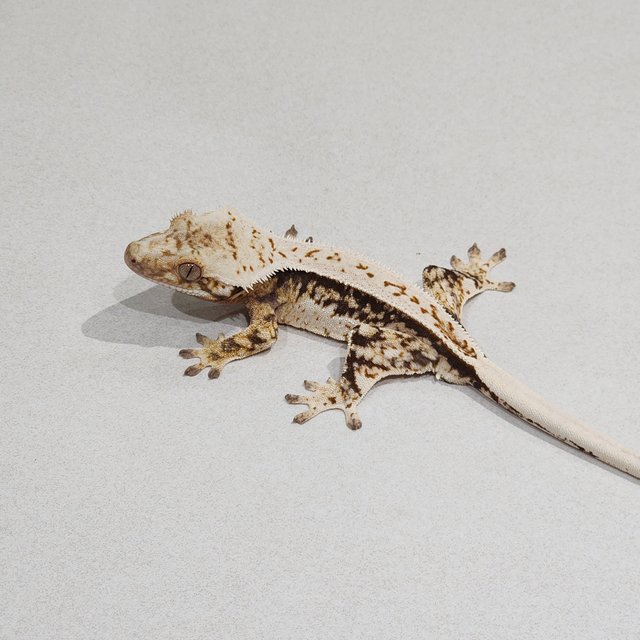 Full Pinstripe White Spot Drippy