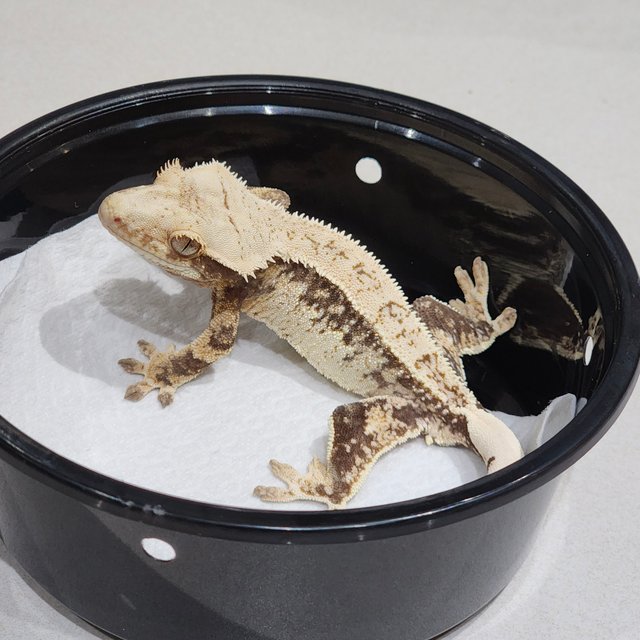 Drippy Full Pinstripe White Spot Quad