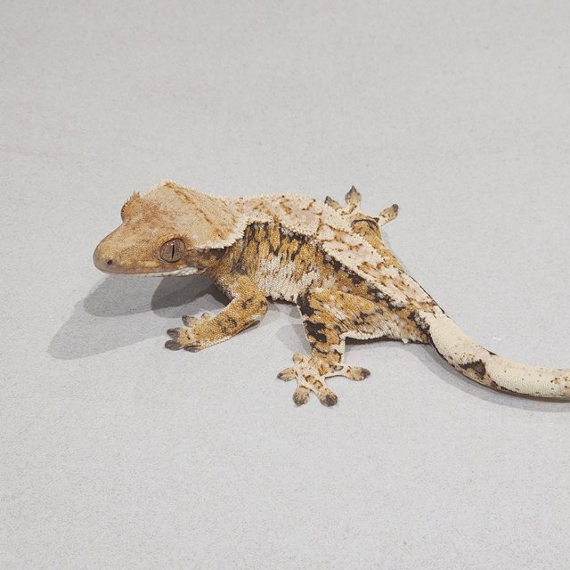 Tri White Pin Extreme Harlequin White Spot