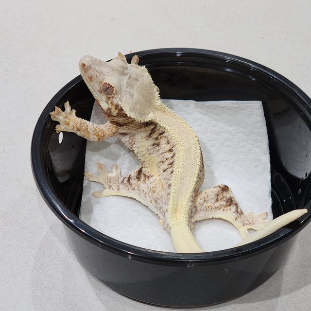 Solid Back Lilly White