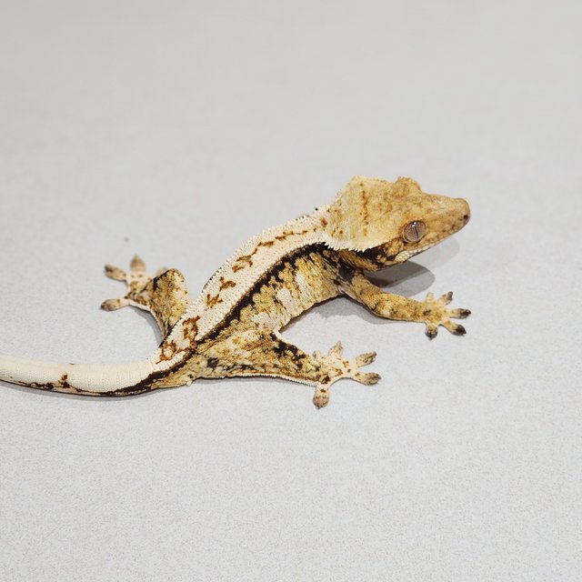 Drippy Tri Extreme Harlequin