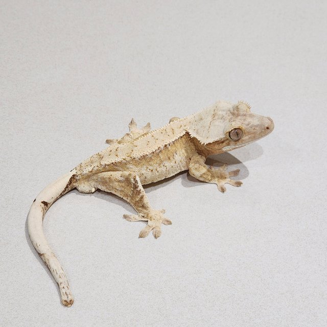 Cream Drippy White Spot