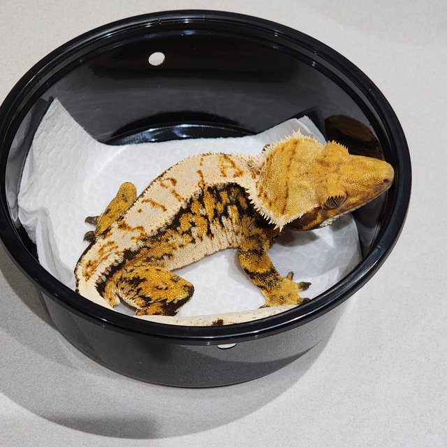 White Crown Tri Extreme Harlequin