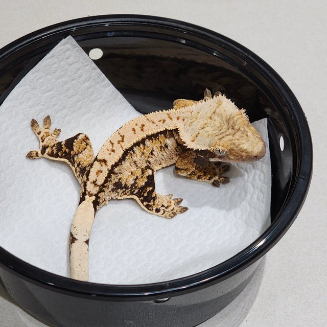 Tri Extreme Harlequin White Spot