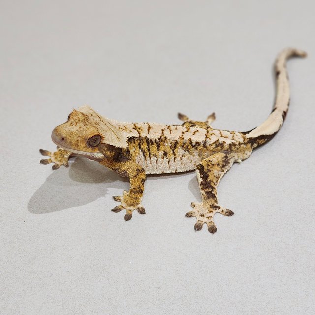 Tri Extreme Harlequin White Spot