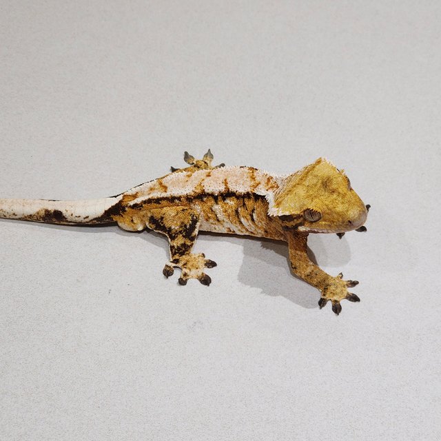 Tri White Crown Extreme Harlequin