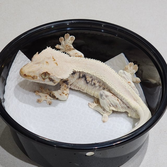 Solid Back Lilly White Zengex Panda