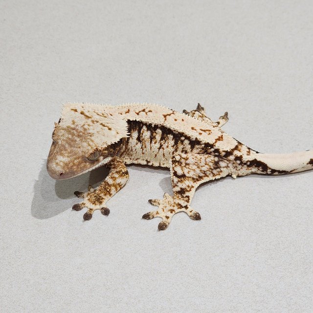 Tri Extreme Harlequin White Spot