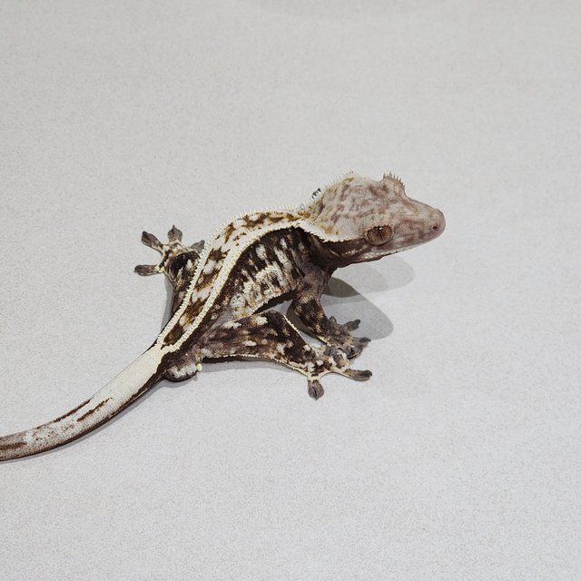 Cappuccino Full Pinstripe White Spot White Pin