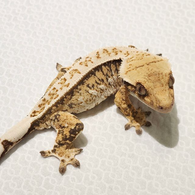 트라이 익스트림할리퀸 풀핀