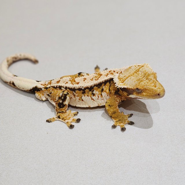 White Crown White Pin Tri Extreme Harlequin White Spot