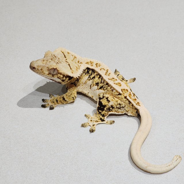 Extreme Harlequin White Crown Drippy Tri White Spot