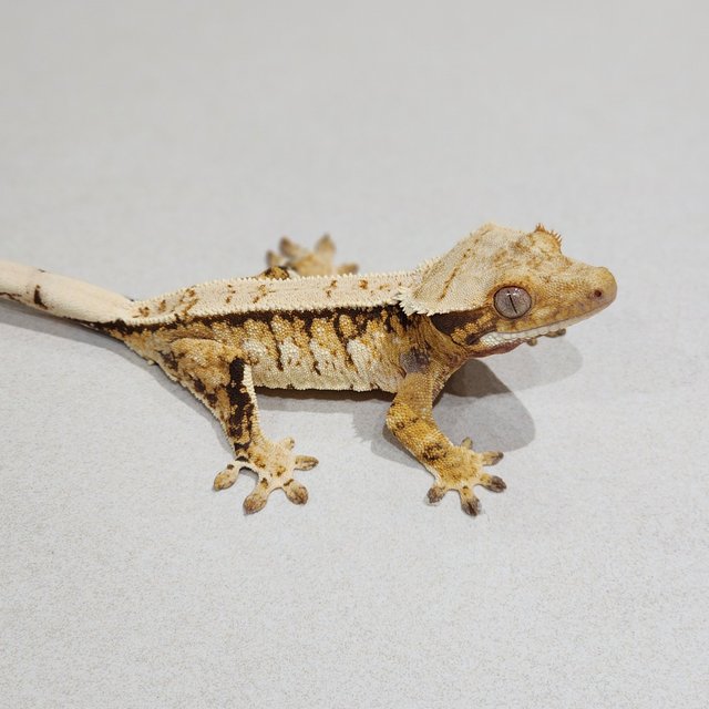 Tri Extreme Harlequin