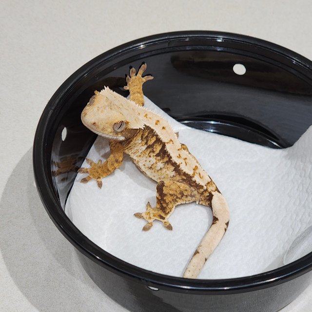 Tri Extreme Harlequin