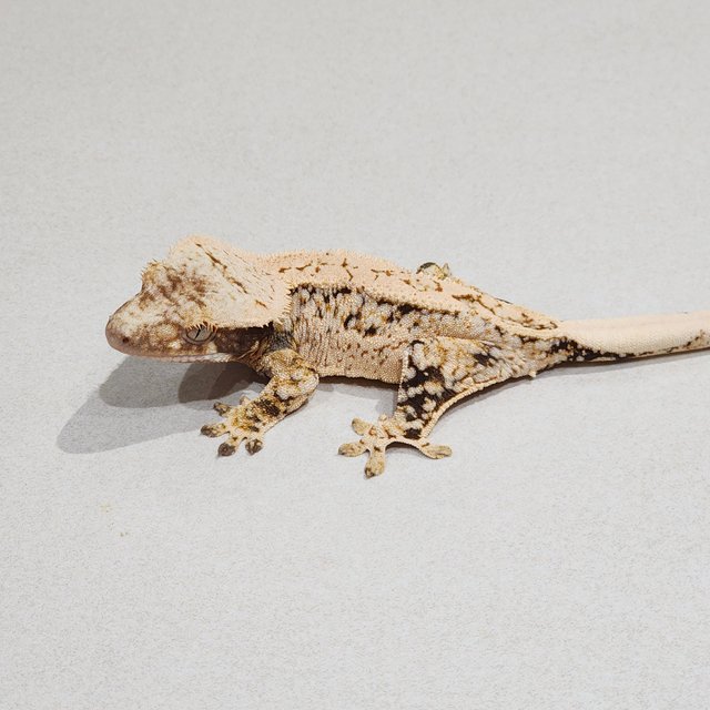 Extreme Harlequin White Spot Drippy Tri