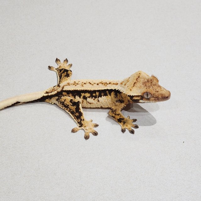 White Pin White Spot White Crown Drippy