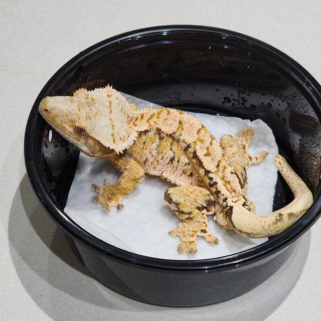 트라이 익스트림할리퀸 화이트스팟