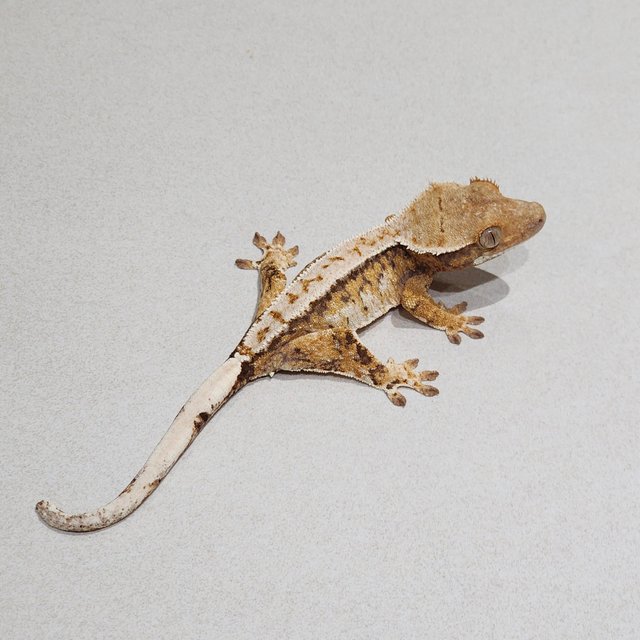 Drippy Tri Extreme Harlequin White Pin