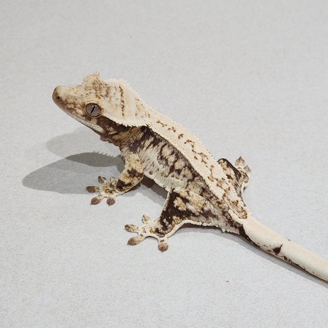 Drippy Quad White Spot