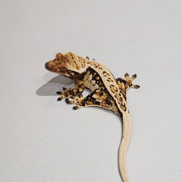 White Pin Zengex Extreme Harlequin Tri