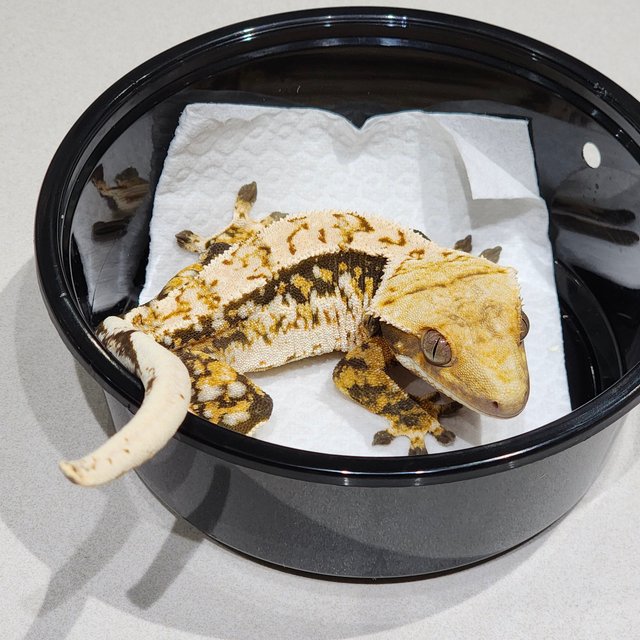 White Crown Tri Extreme Harlequin White Spot