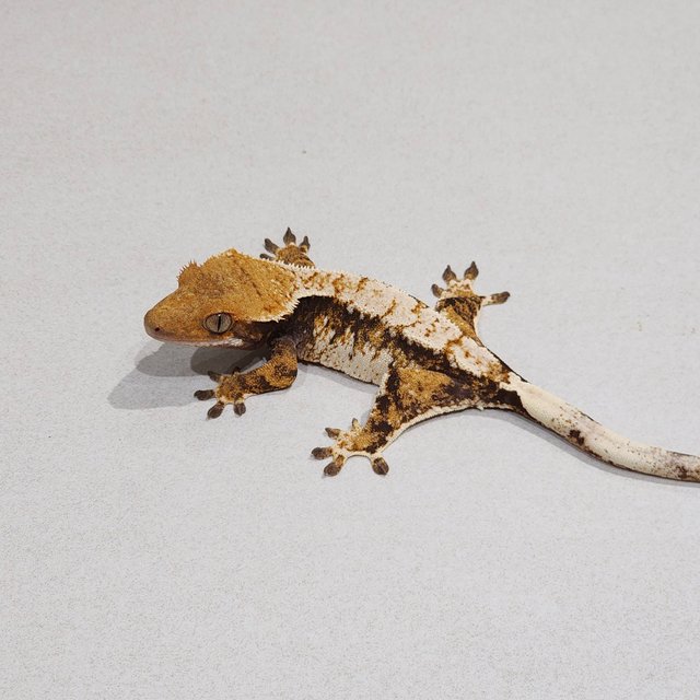 화이트핀 화이트스팟 트라이 익스트림할리퀸