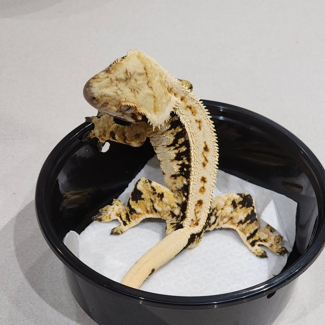 Tri Extreme Harlequin White Pin White Spot Zengex Full Pinstripe