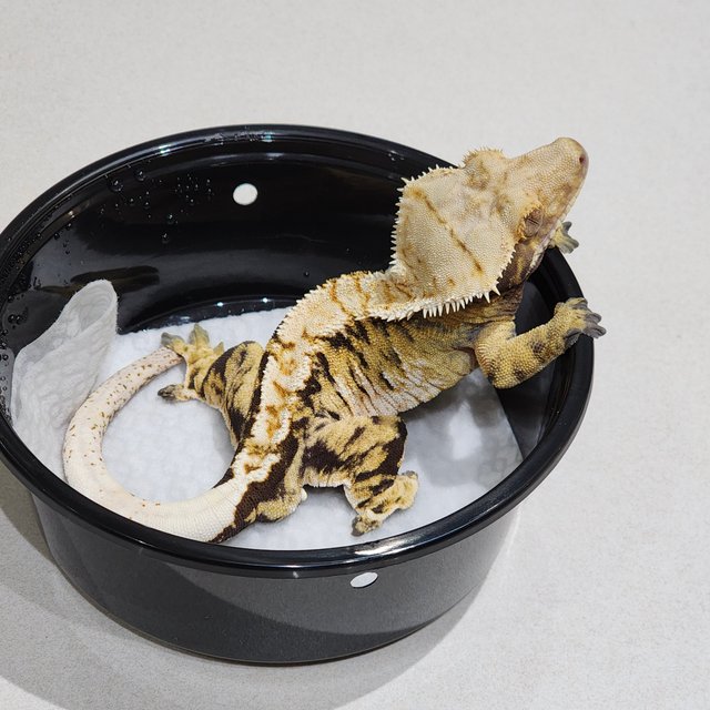 트라이 익스트림할리퀸