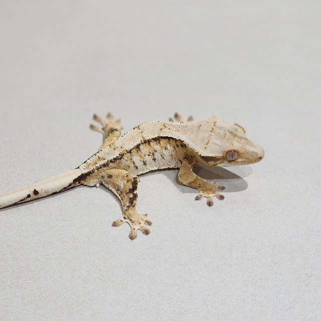 Tri Extreme Harlequin