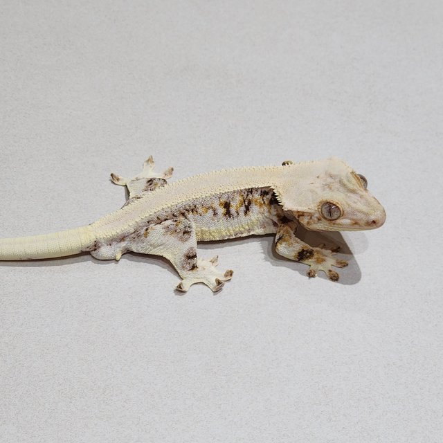 Solid Back Lilly White