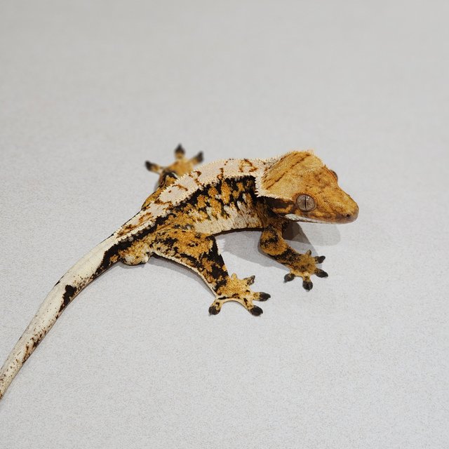 Extreme Harlequin Tri White Pin