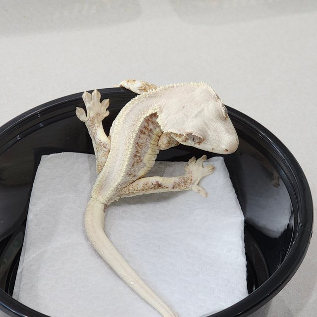 솔리드백 릴리화이트