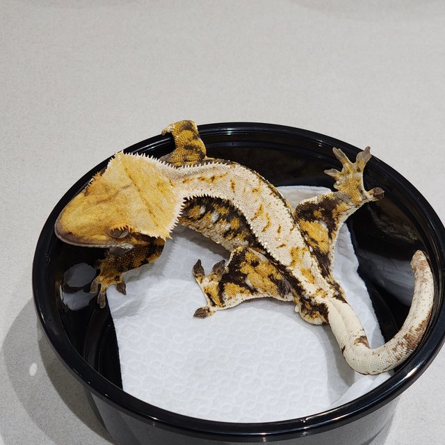 트라이 익스트림할리퀸 화이트크라운 화이트스팟