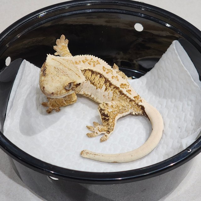 Drippy Tri Extreme Harlequin White Crown