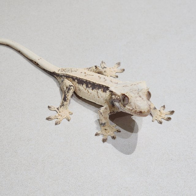 Full Pinstripe Drippy Quad White Spot