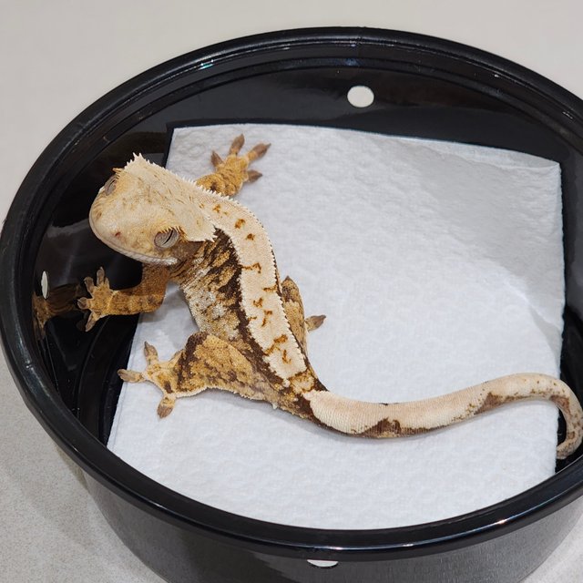 Tri Extreme Harlequin